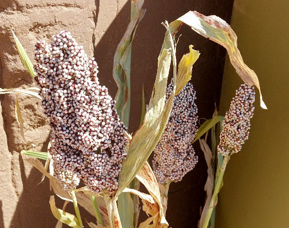 Food Security
